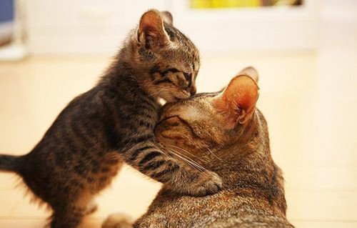 cats,kiss,kitten,mommy,animals,cute-78a3ce53d1d4f155b6c0b24a896c2ea1_h.jpg, 41 KB